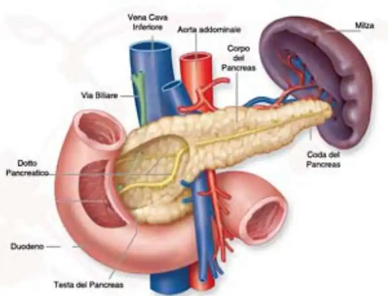 tumore al pancreas 8