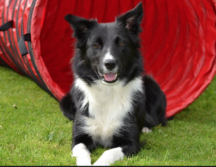 BORDER COLLIE