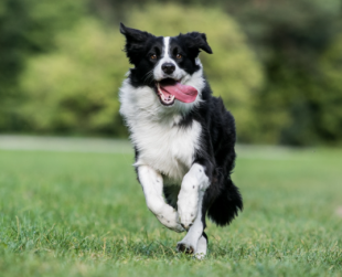 BORDER COLLIE