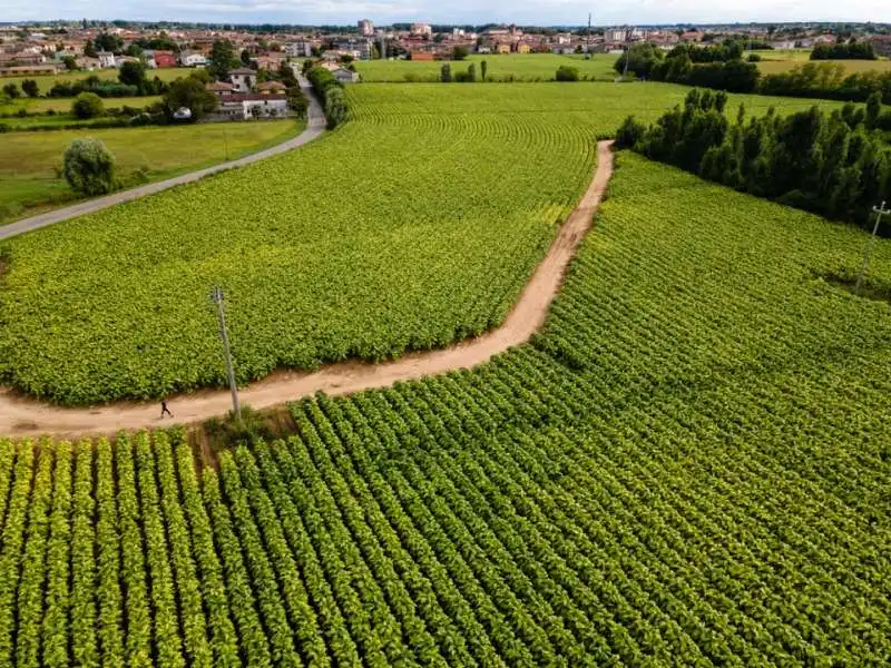 campi di tabacco veneto (1)