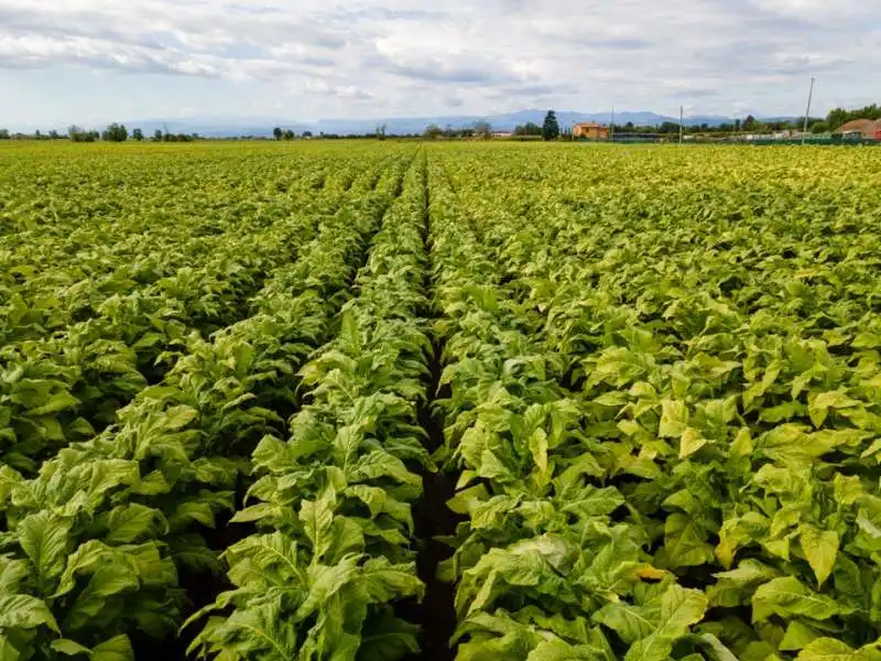 campi di tabacco veneto (2)