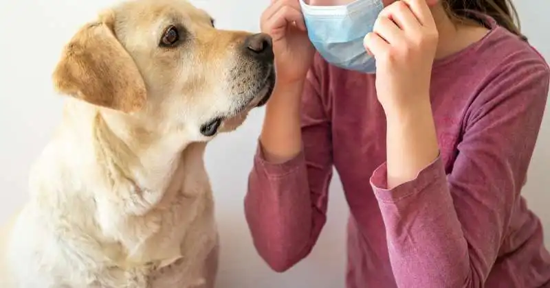 cane fiuta il covid 10