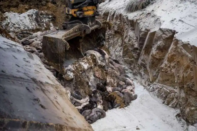 fosse comuni dei visoni in danimarca 7