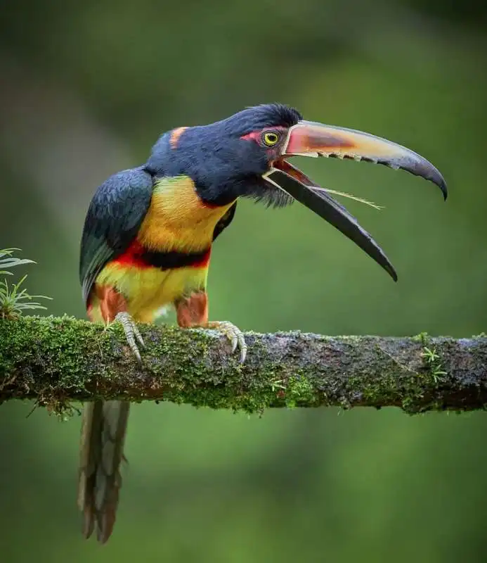 le foto premiate dalla royal society for protection of birds 13