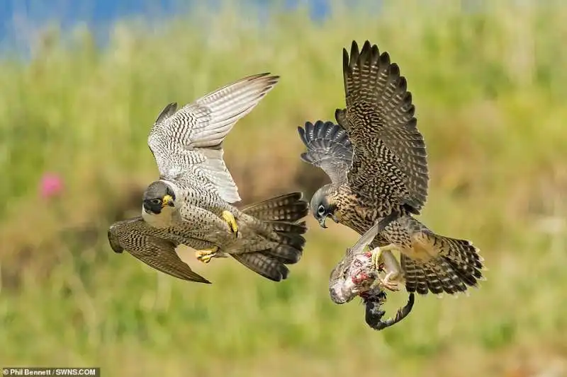 le foto premiate dalla royal society for protection of birds 8