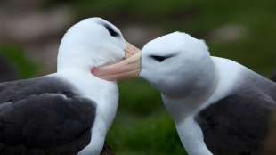 albatros dai sopraccigli neri 1