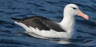 albatros dai sopraccigli neri 10