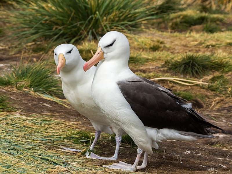 albatros dai sopraccigli neri 3