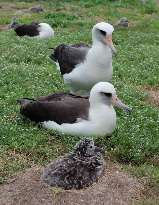 albatros dai sopraccigli neri 4