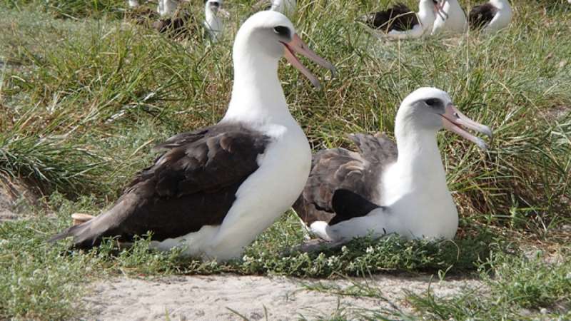 albatros dai sopraccigli neri 5