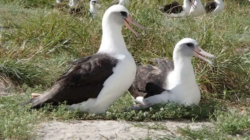 albatros dai sopraccigli neri  5