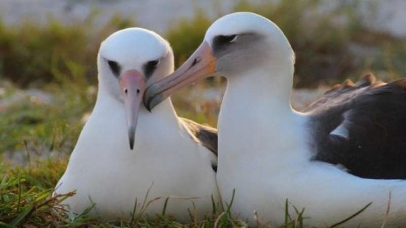 albatros dai sopraccigli neri 6