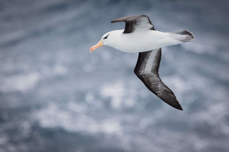 albatros dai sopraccigli neri 8