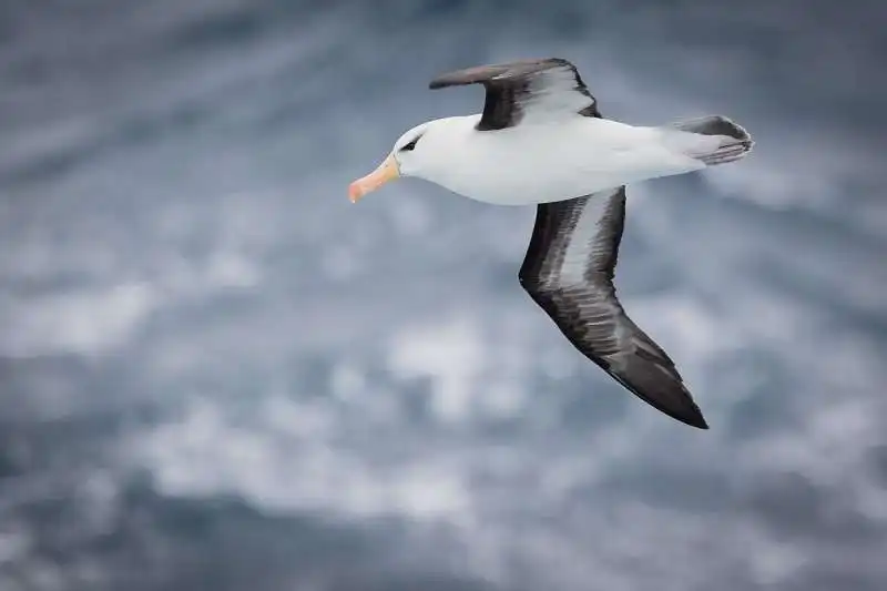 albatros dai sopraccigli neri  8