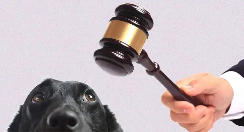 CANE DIVORZIO