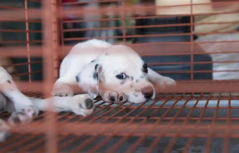 cuccioli di cane  3