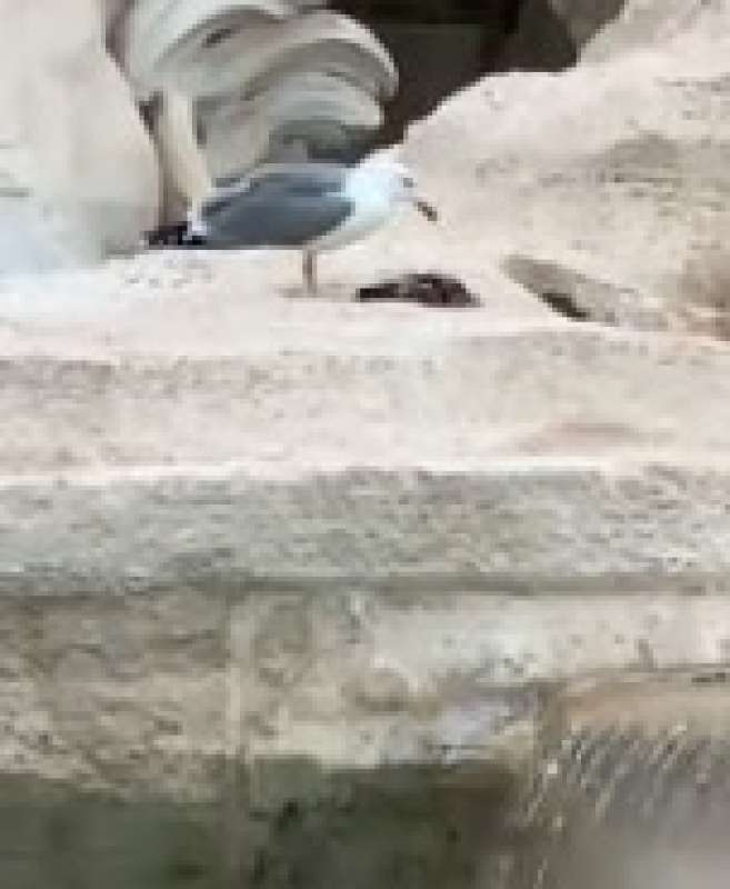 gabbiano divora una cornacchia alla fontana di trevi prima della foto dei leader 8