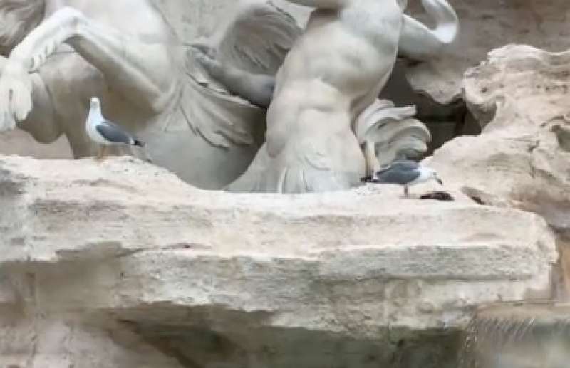 gabbiano divora una cornacchia alla fontana di trevi prima della foto dei leader 9