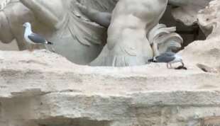 gabbiano divora una cornacchia alla fontana di trevi prima della foto dei leader 7