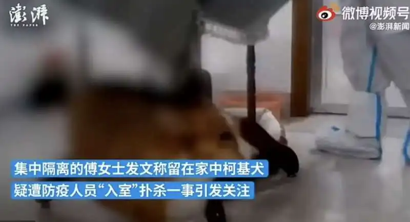 in cina uccidono gli animali domestici delle persone in quarantena   1