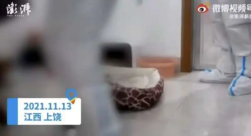 in cina uccidono gli animali domestici delle persone in quarantena   3