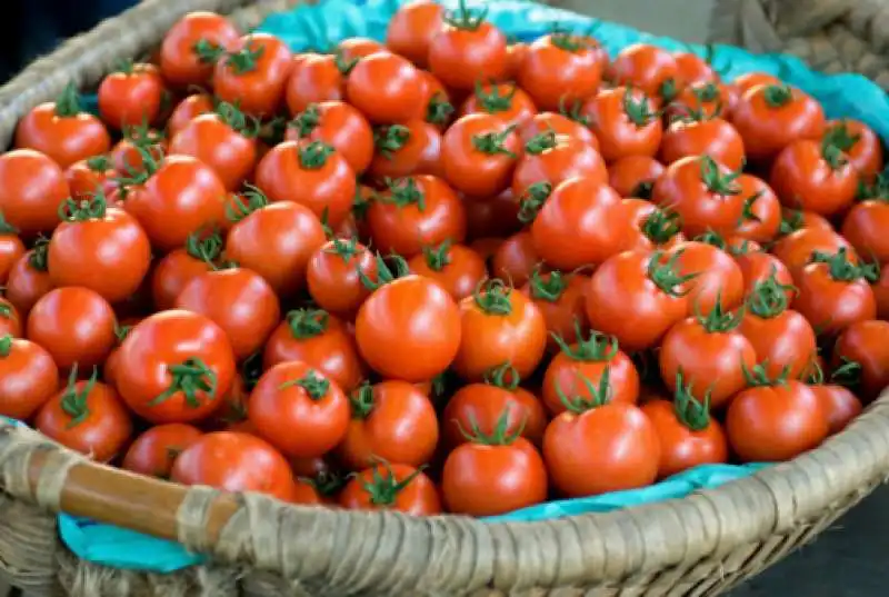 inchiesta sul pomodoro cinese 5