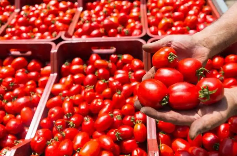 inchiesta sul pomodoro cinese 8