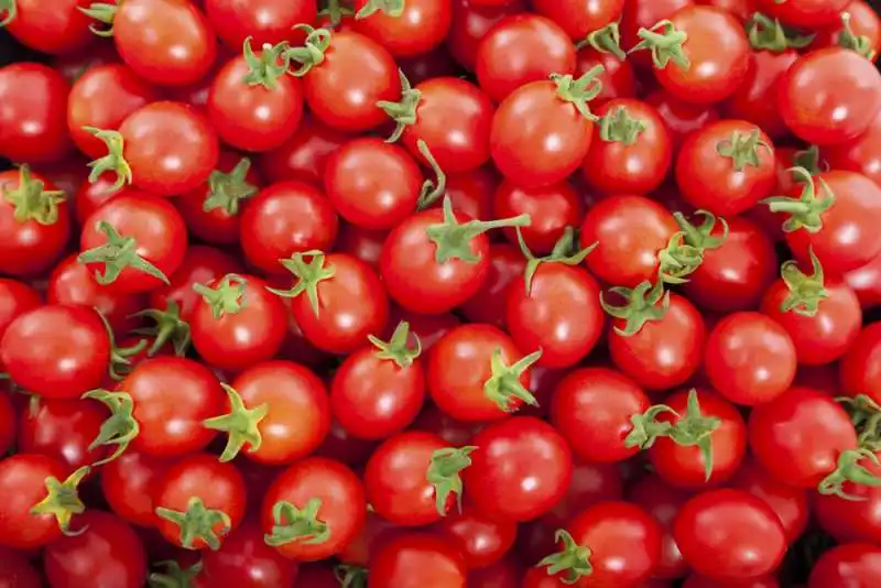 inchiesta sul pomodoro cinese 9