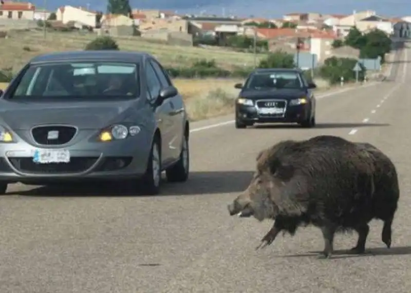 Incidenti con I cinghialI