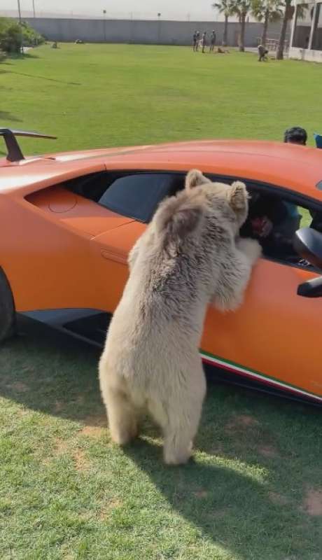 orso dello sceicco stacca la portiera della lamborghini 5