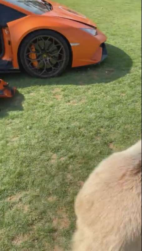 orso dello sceicco stacca la portiera della lamborghini 7