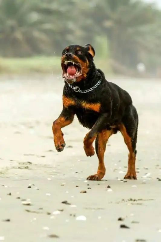 rottweiler 