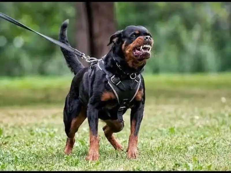 rottweiler 