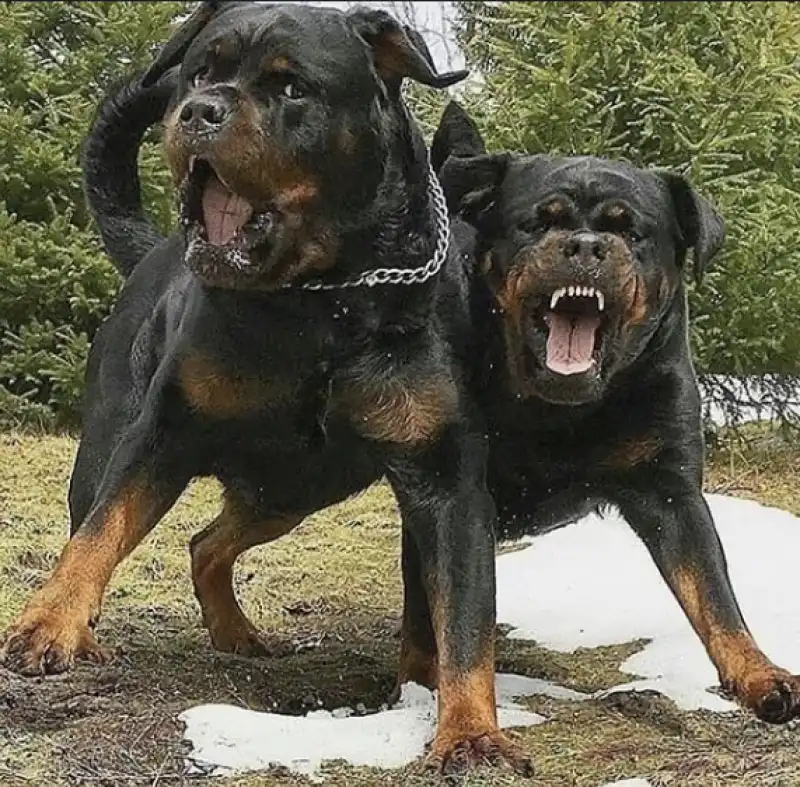 rottweiler 