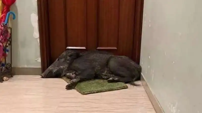 CINGHIALE ADDORMENTATO SULLO ZERBINO A GENOVA