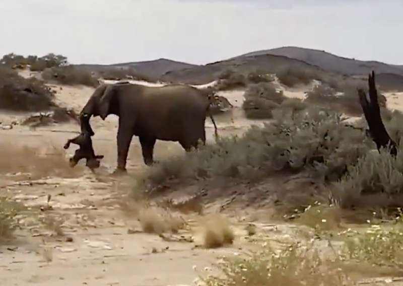 elefantessa con il cucciolo senza vita 1