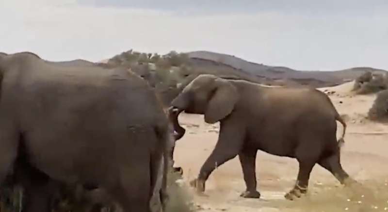 elefantessa con il cucciolo senza vita 5