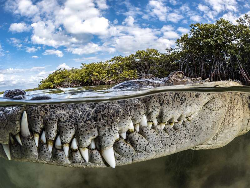 foto vincitrice mangrove photography awards 2022