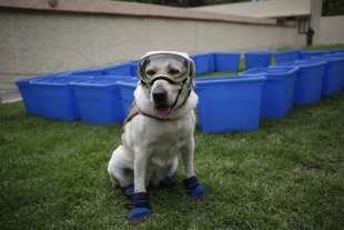 frida il cane eroe che ha salvato decine di persone dopo il terremoto in messico 1