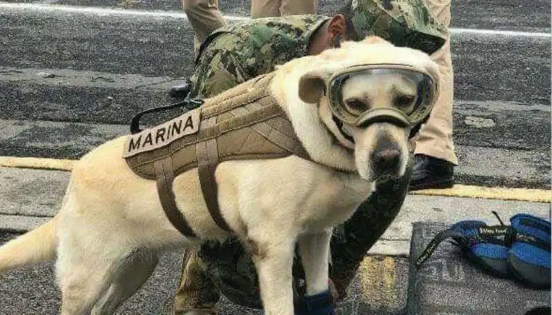 frida il cane eroe che ha salvato decine di persone dopo il terremoto in messico 5