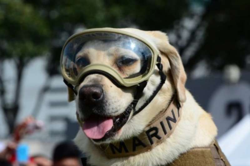 frida il cane eroe che ha salvato decine di persone dopo il terremoto in messico 7