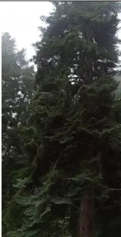 L'albero che doveva essere destinato a San Pietro