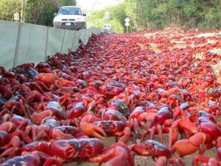 migrazione dei granchi rossi in australia