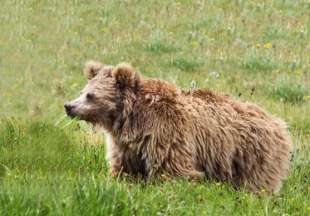 orso tibetano 1