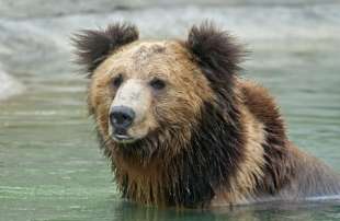 orso tibetano 2