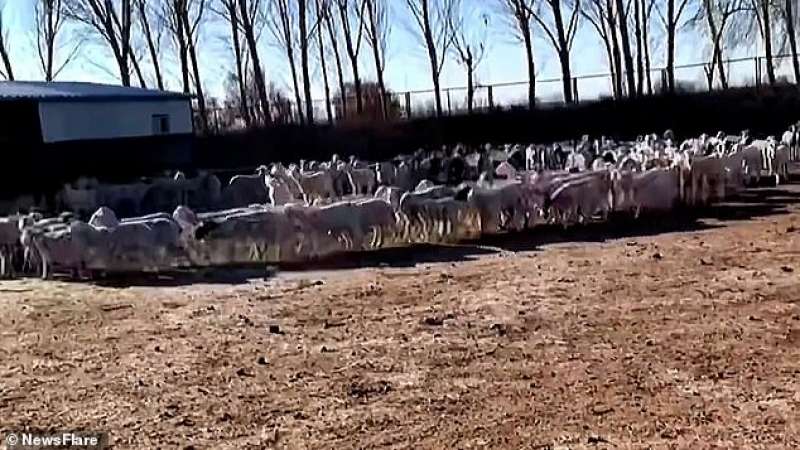 pecore camminano in cerchio per 12 giorni di fila