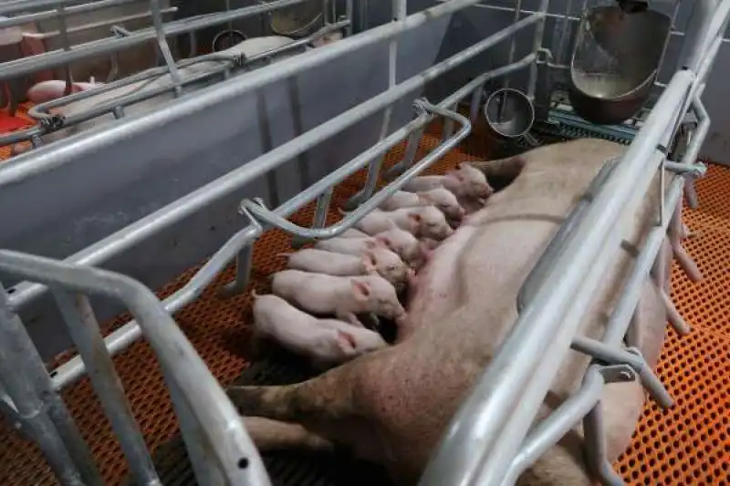 pig farm cina 