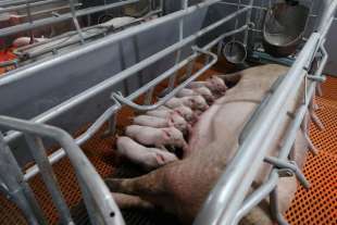 pig farm cina