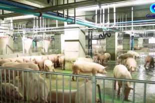 pig farm cina