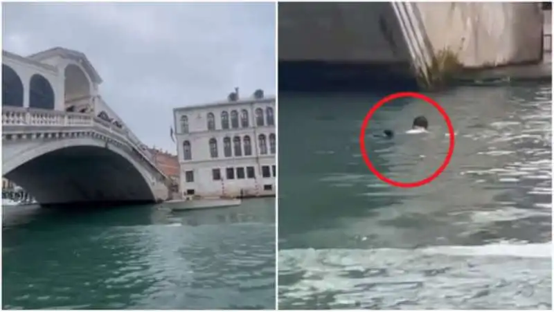 TURISTA A VENEZIA CADE DAL PONTE DI RIALTO 